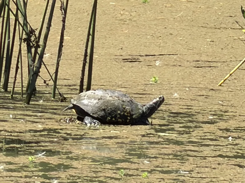 The pond's landlord, hauled out in the duckweed and wearing a fair amount of the pond on its shell — possibly a western pond turtle, possibly a slider; the duckweed epaulettes make a confident call impossible and the turtle offered no comment. Tule stems for scale.