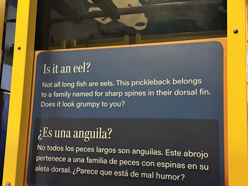 Inside the Seymour Center, a sign asking the essential question: "Is it an eel?" It is not. The prickleback is a long fish named for the sharp spines in its dorsal fin — likely the monkeyface prickleback, a local celebrity of the intertidal — and the sign's closing line, "Does it look grumpy to you?", is rhetorical. They always do.