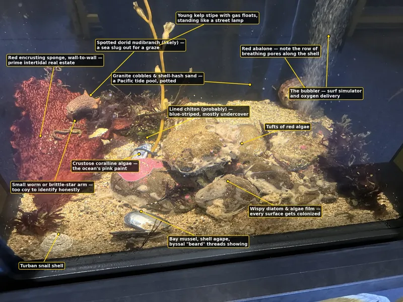 The labeled version — thirteen callouts, with the honest hedges kept in: the lined chiton earns a "probably" and the little squiggle on the sponge declined to be identified.