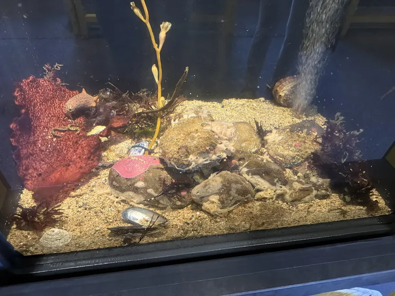 One of the Center's tanks: a Pacific tide pool in a box — a red abalone getting a shower from the bubbler, a carpet of red encrusting sponge, a young kelp stipe standing like a street lamp, a gaping bay mussel showing its byssal "beard," and a probable nudibranch out for a graze.