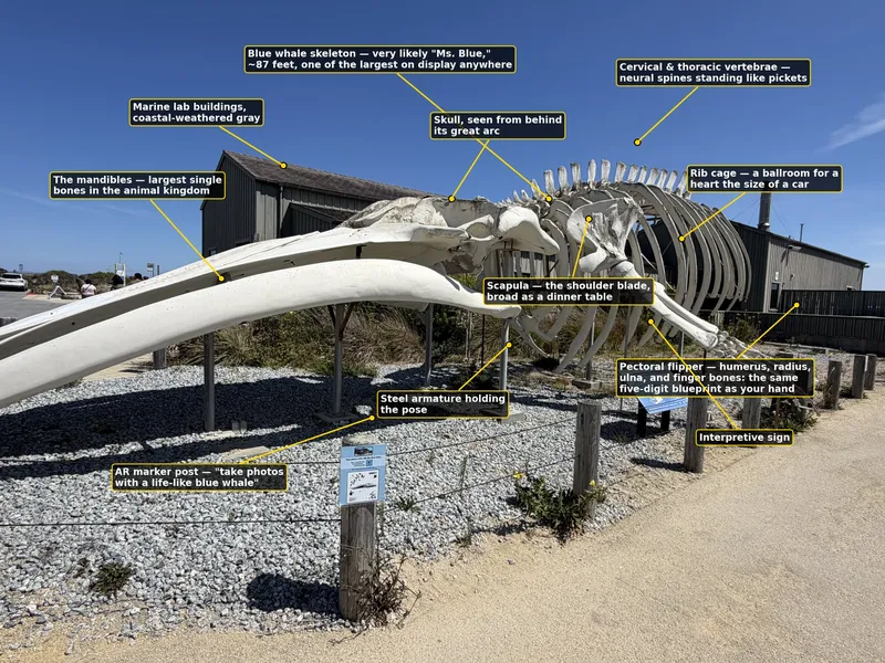 The labeled version — eleven callouts, mandibles to the AR marker post, every pointer checked against the photo.
